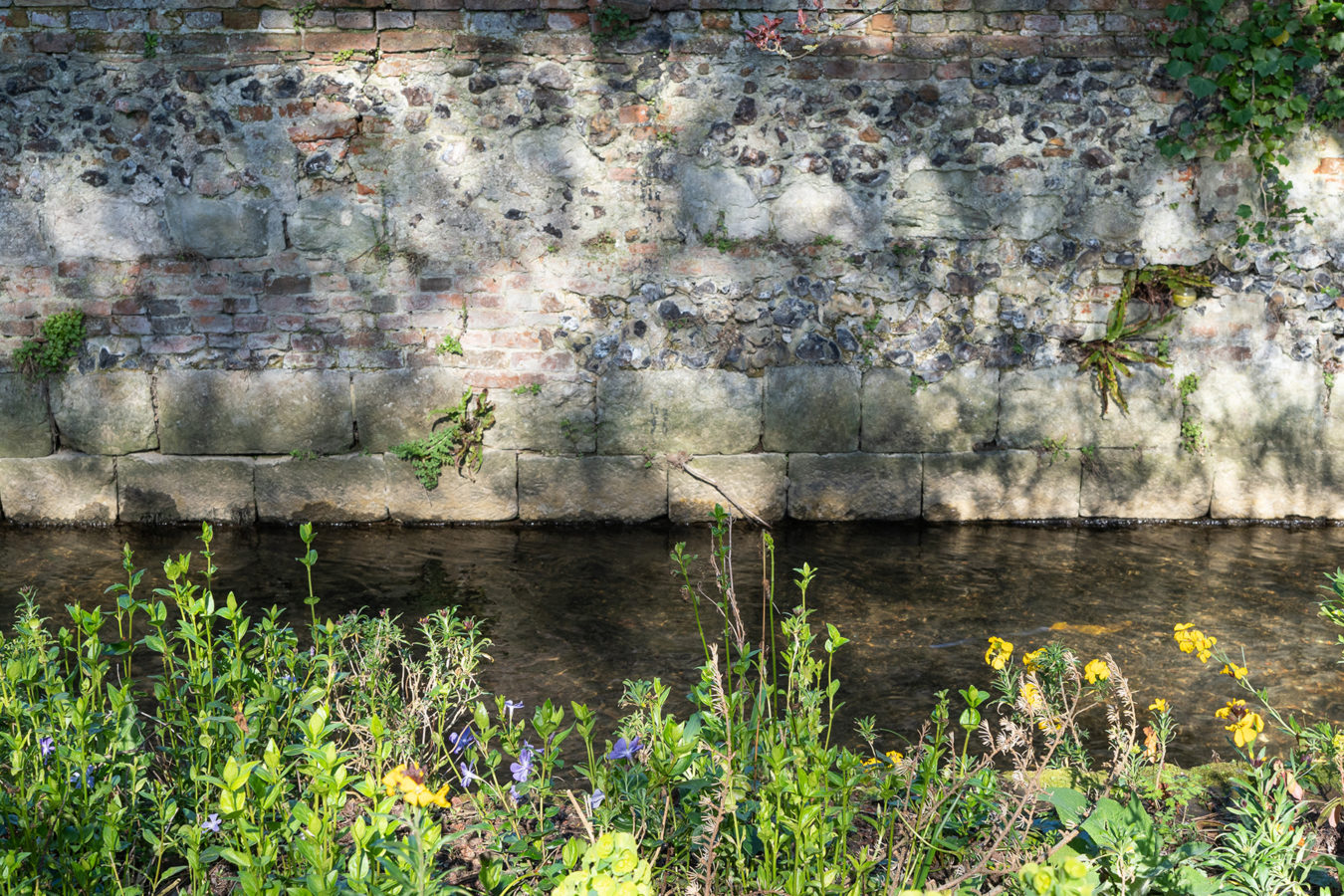 Flowers growing on the riverbank, river and historic wall
