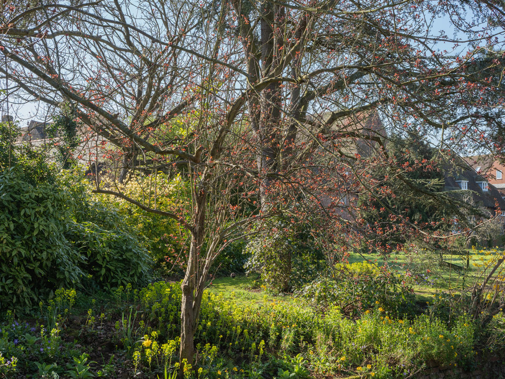 A rich mix of trees and plants in the Franciscan Gardens