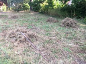 Gathering up the mown meadow hay