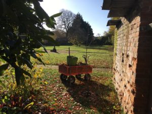 This Week in The Garden... 26th November 2021
