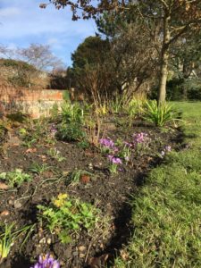 This Week in the Garden... 21st February 2022