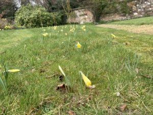 This Week in the Garden... 16th March 2022