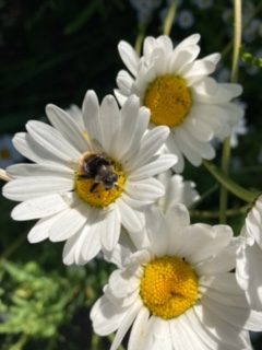 This Week in The Garden…… 8th July 2022
